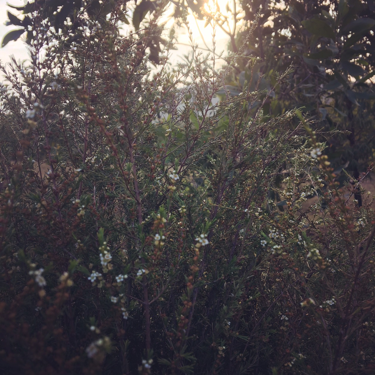 Về Quê, lại về&nbsp;Quê