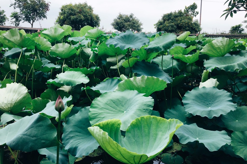 yêu thương tính nữ bên trong, là yêu thương rộng rãi tới xung quanh