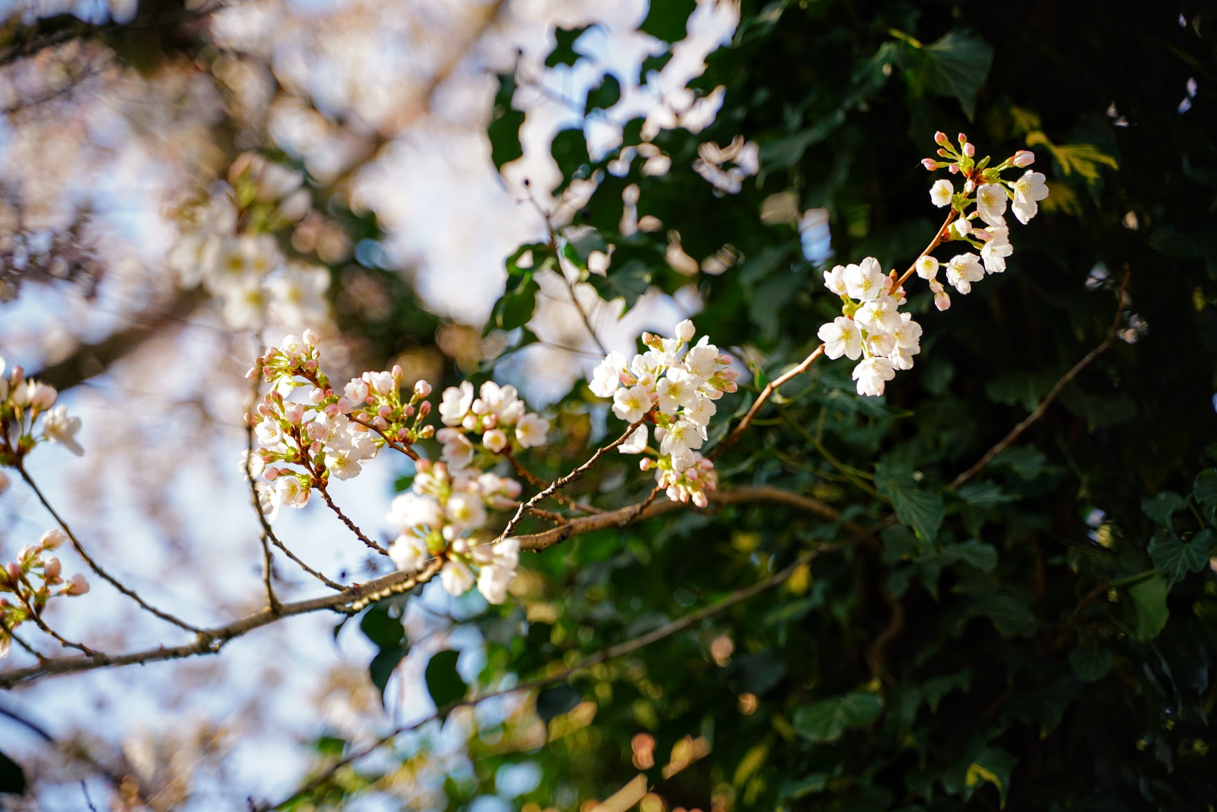 những vị khách và kể một câu&nbsp;chuyện