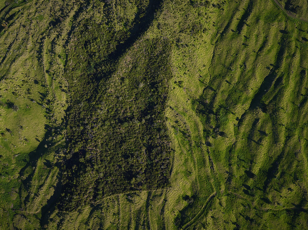 nói về “sống xanh” và rót xuống nỗi buồn nơi&nbsp;mình