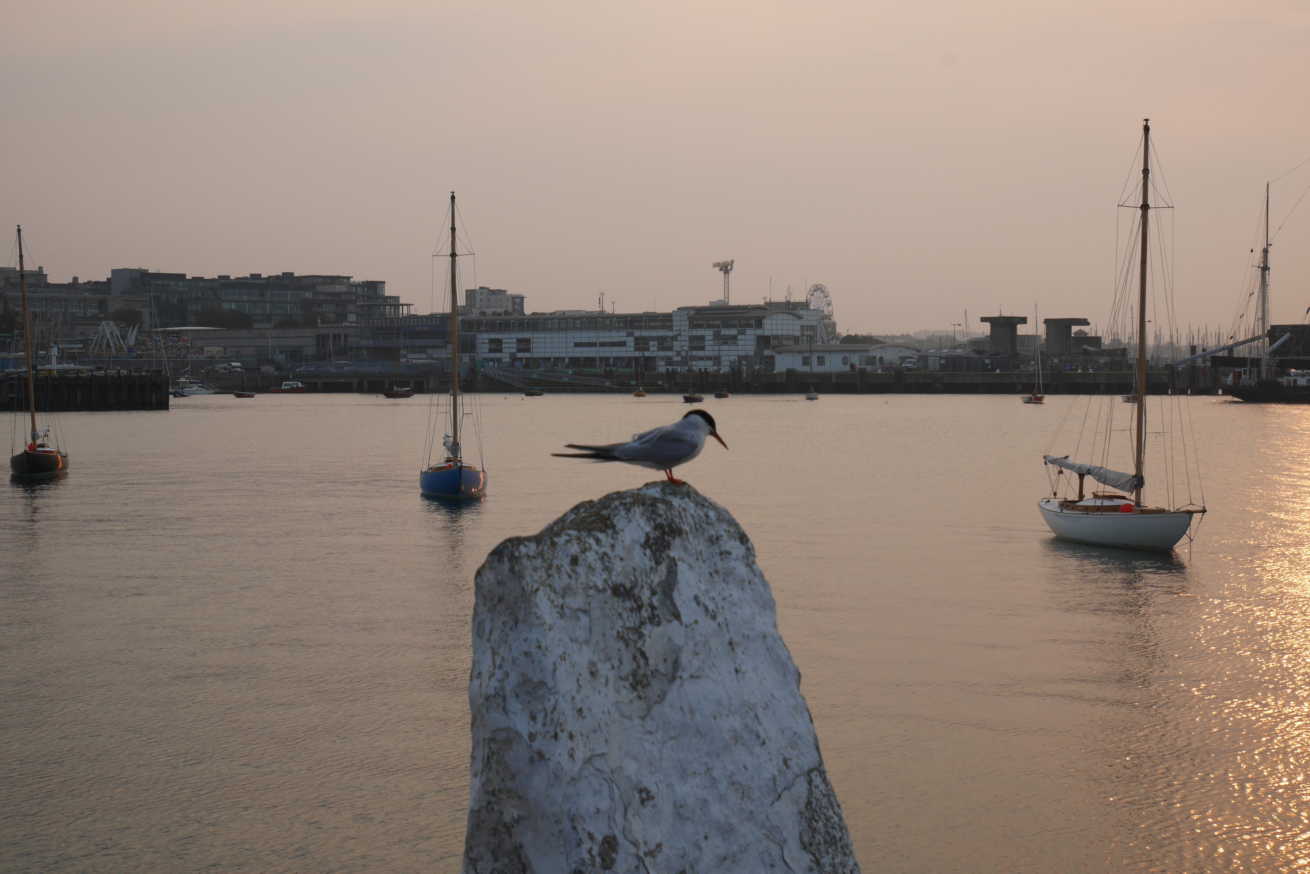 The inner movement, good bye&nbsp;2025